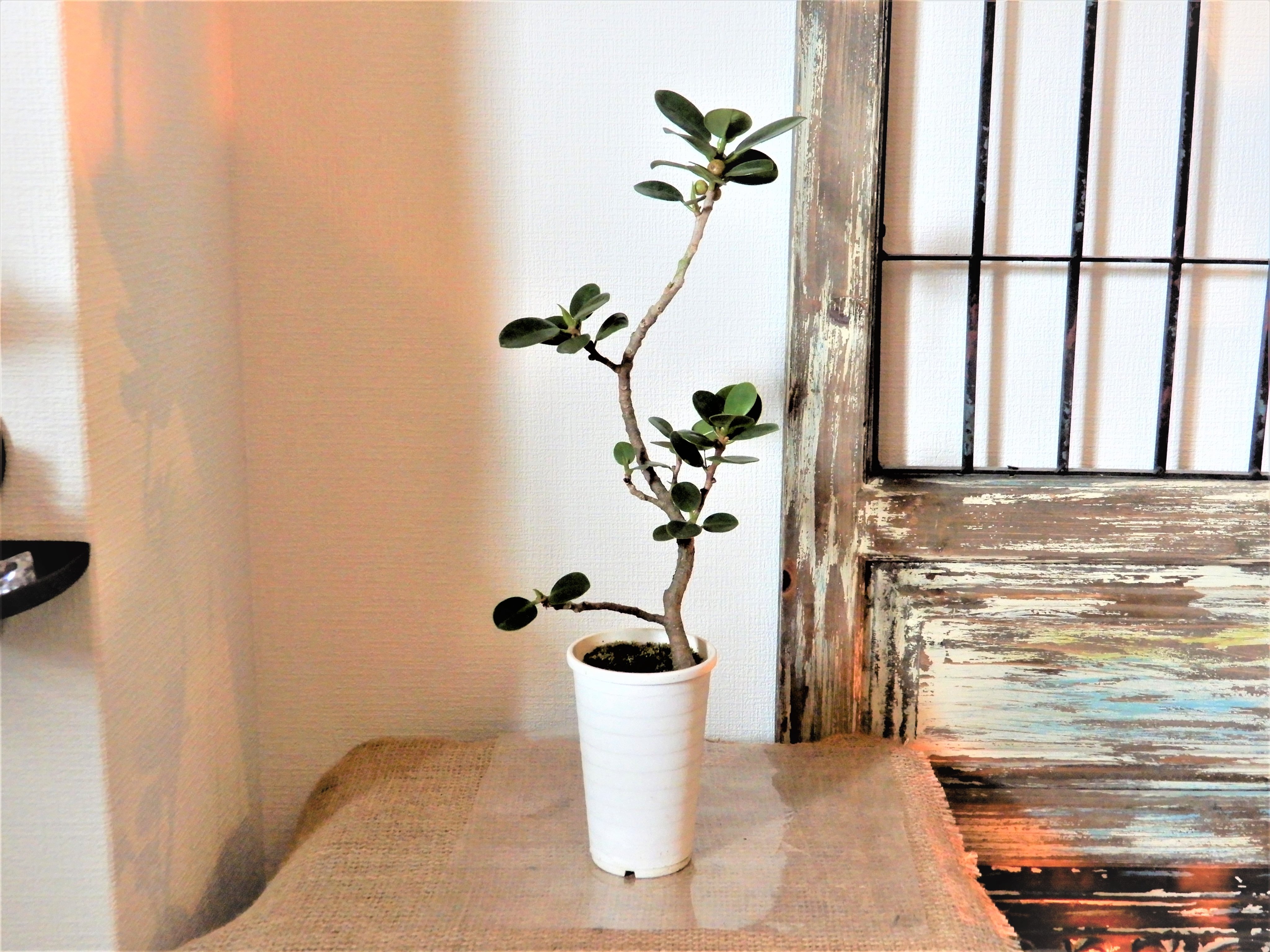Forest Hands パンダガジュマル 観葉植物 植物 インテリア ガジュマル 一般的なガジュマルとの違いは肉厚で丸みを帯びた少し大きめの葉が特徴です 樹形も変わった物が多く 実が付き丸い葉が可愛いです 高さ約４０ｃｍ 幅約１４ｃｍ 3号鉢 フラワー関連