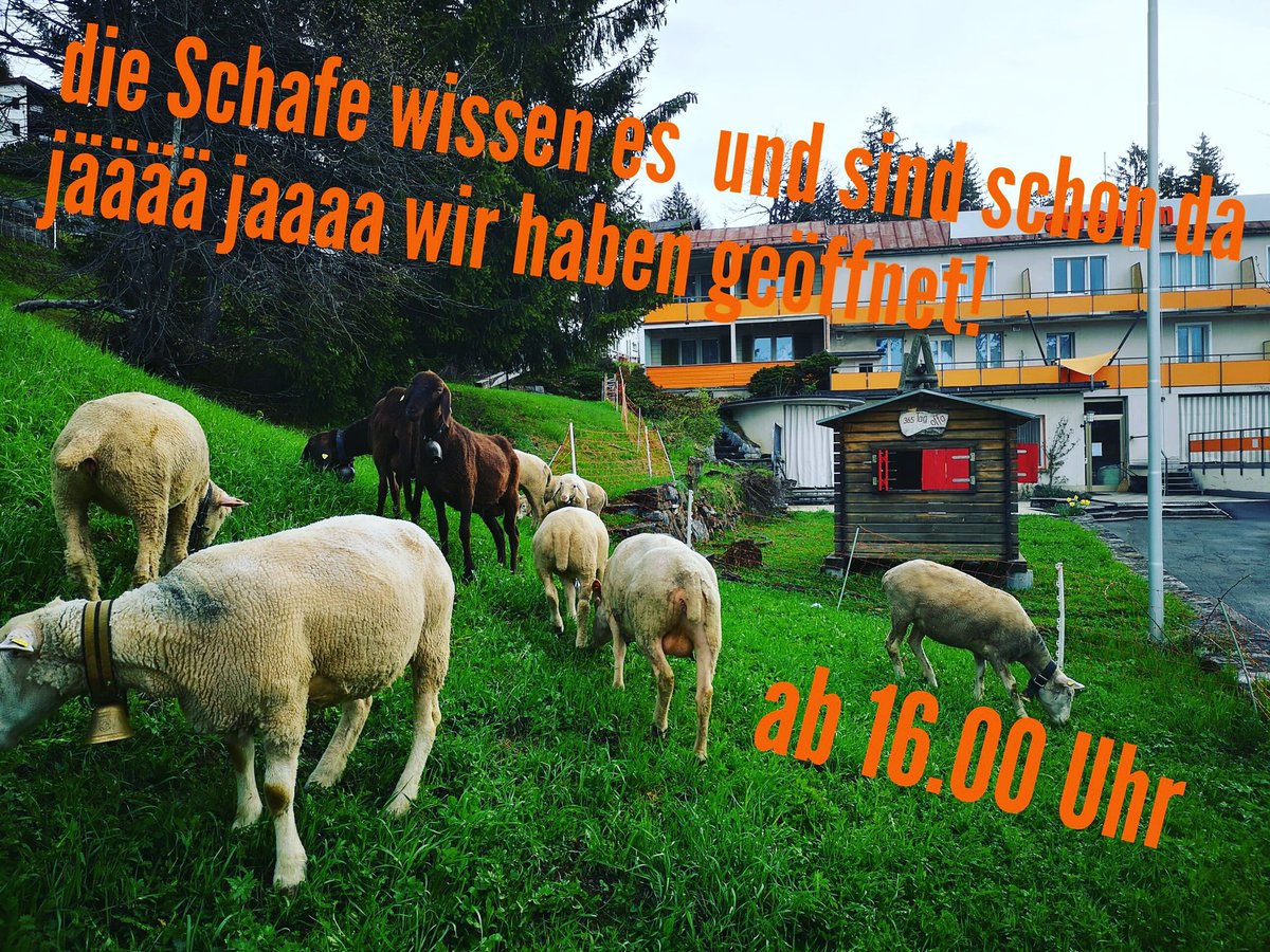 InfoAdrenalin's tweet photo. Come by, we'll be happy to serve you https://t.co/XxOAmZx98U #hostel #hostellife #hostelworld #hostels #hostelería #hostelife #green #plant #grass #greeneyes #braunwald #braunwaldimglarnerland #berge #alpen https://t.co/oRbOhuc5XM
