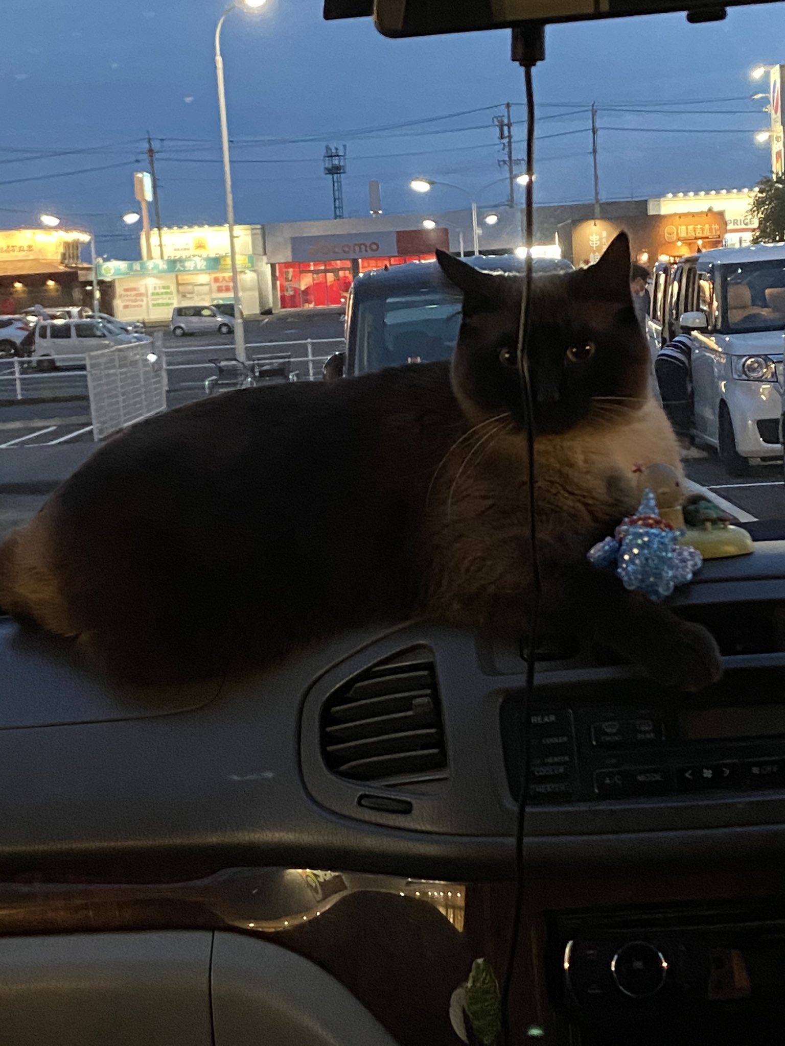 Majima ドライブ好き猫 猫のいる生活 デブ専女子 買い物についてきたおヨリ T Co Luuzdeqwtx Twitter Majima ドライブ好き猫 猫のいる生活 デブ専女子 買い物についてきたおヨリ T Co Luuzdeqwtx Twitter