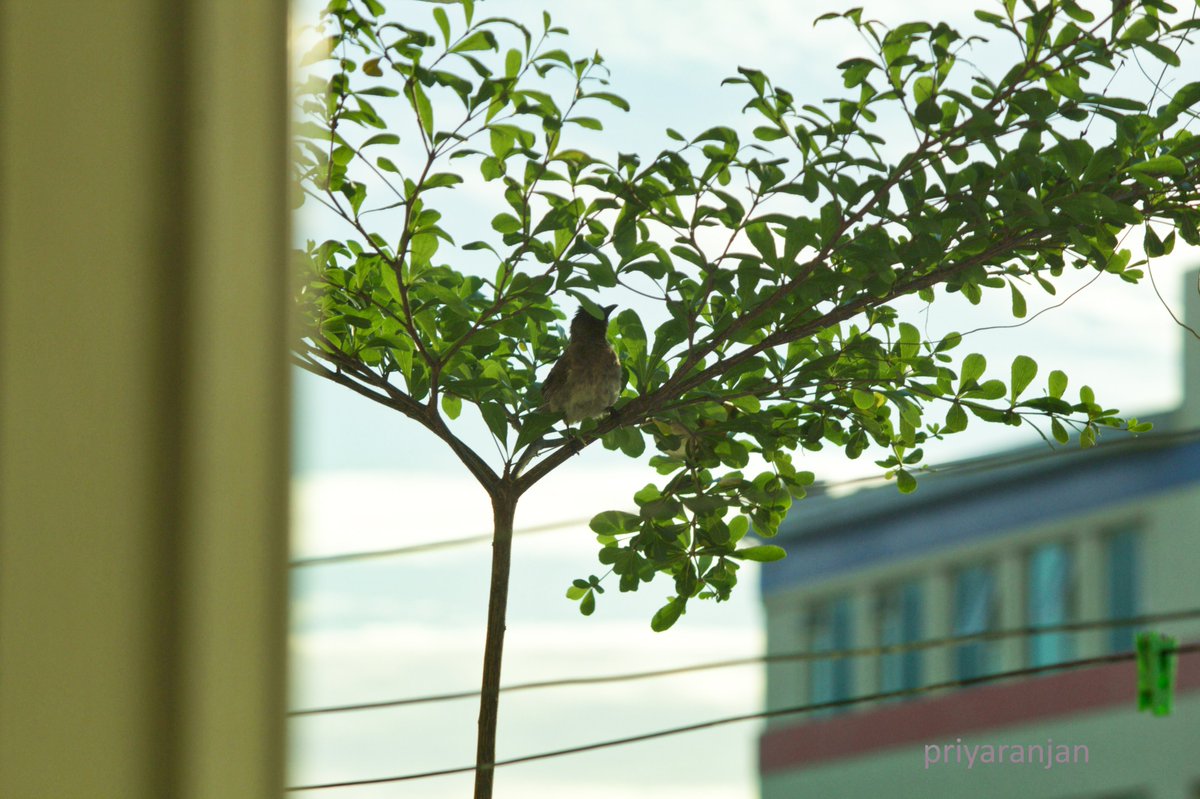 Muhamma54247714's tweet image. @ShieldWarming @GlobalECCI @theGCF @UNFCCC @EcoEssentialz just sighting the nature...