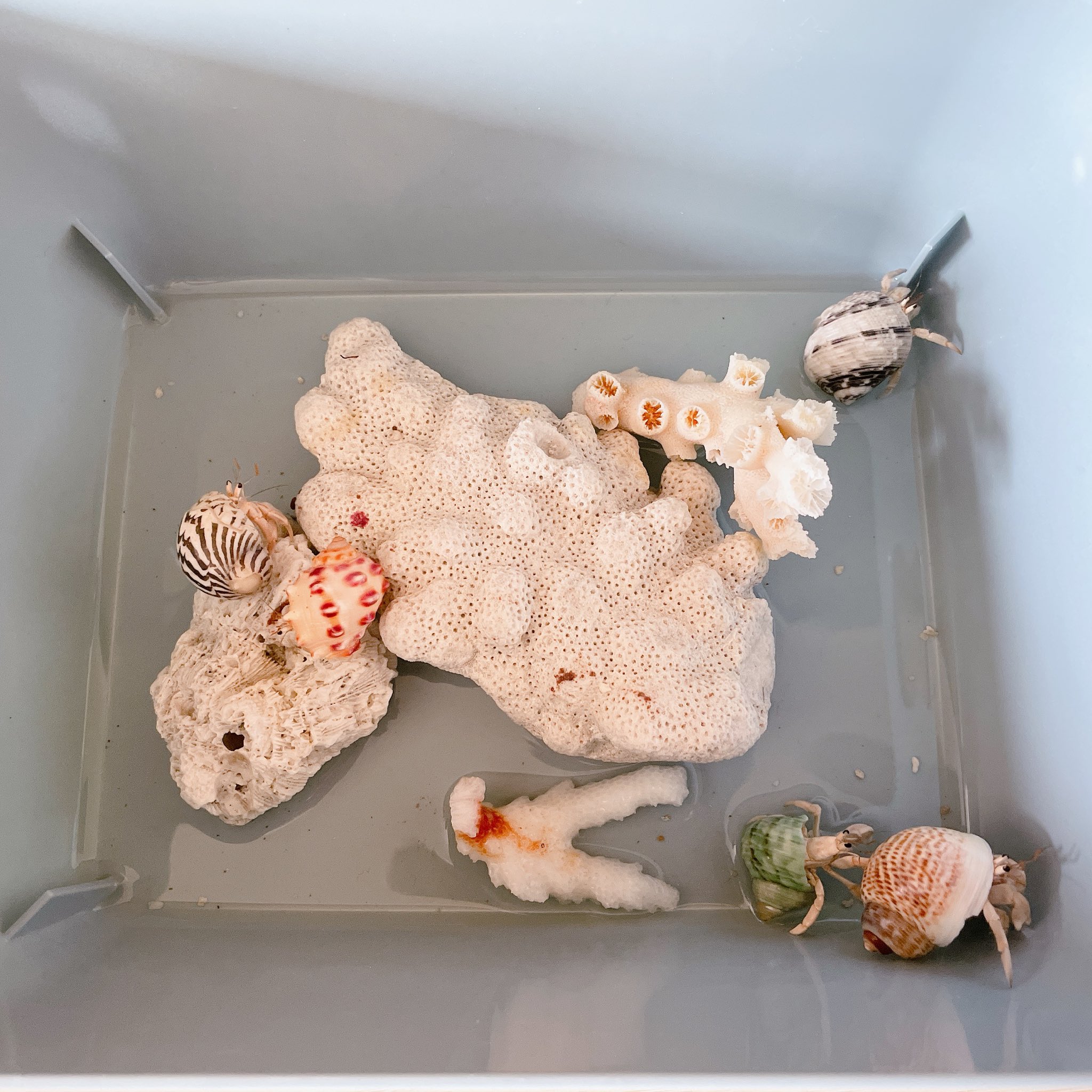 Haru オカヤドカリを海水浴させてます 活発に カタカタ と音を立てて 動き回ってます ボーと見ているのが楽しい 笑 オカヤドカリ ヤドカリ ペット T Co Zzx9reaazi Twitter