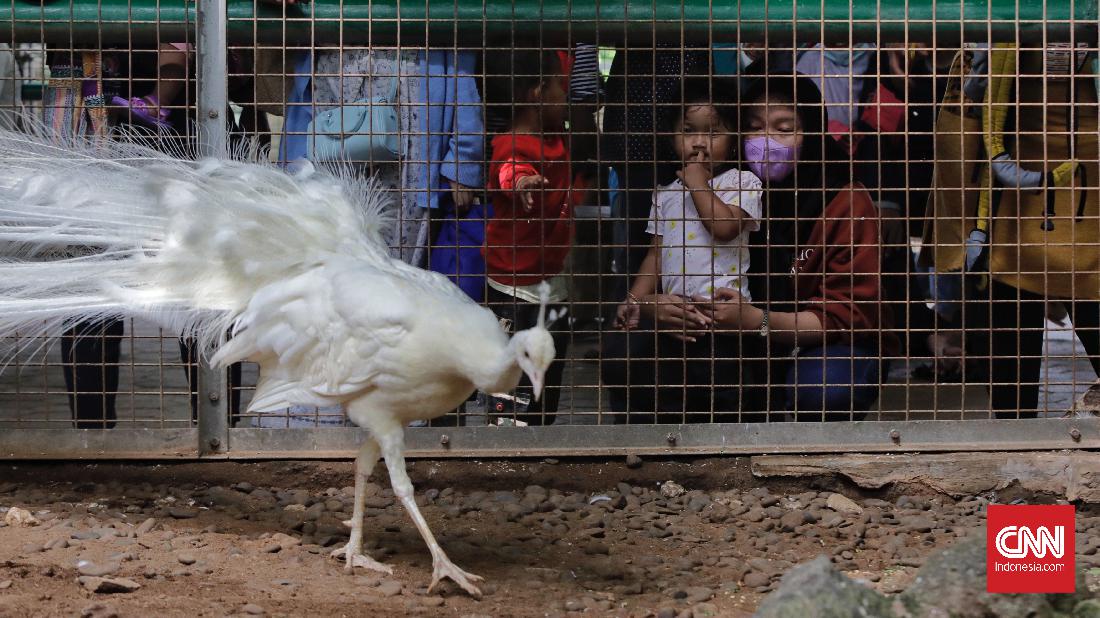 CNNIndonesia's tweet photo. Ancol dan Ragunan ramai dikunjungi wisatawan meski ada imbauan untuk menghabiskan libur Lebaran di rumah. Pengunjung tempat wisata Taman Impian Jaya Ancol pada hari kedua Lebaran mencapai 39.000 orang. https://t.co/TdkA9KonZ9 #CNNIndonesia https://t.co/eKV8taLDIt