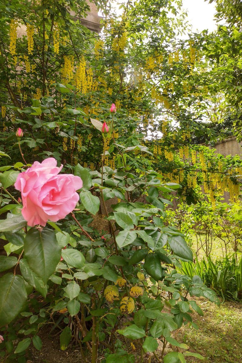 Buongiorno dal giardino nel fossato di Palazzo Altieri <a href="/museitaliani/">museitaliani</a> <a href="/MuseoArcheoCa/">Musei Nazionali di Cagliari</a> <a href="/Museo_Eboli/">MuseoArcheologicoNazionaleEboli</a> <a href="/MuseiCaprera/">Musei Garibaldini di Caprera</a> <a href="/GaEstensi/">Gallerie Estensi</a> <a href="/galleriaspada/">Galleria Spada</a> <a href="/MuseoArcheoVene/">MuseoArcheoVenezia</a> <a href="/Museo_Setificio/">MuseoSetificioMonti</a> <a href="/museotattile_VA/">museo tattile varese</a> <a href="/museomerletto/">Museo del Merletto</a>
