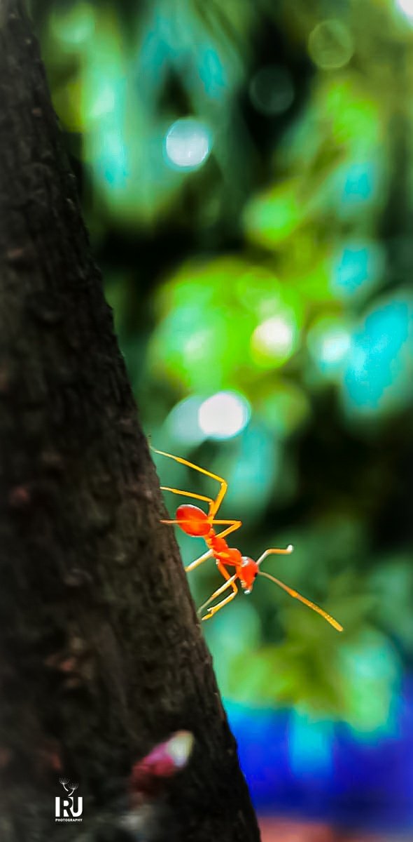 IRUDK0's tweet photo. #micro_lense
#mobile_photography π·
#my_click
#ant π click π https://t.co/H2rr9Z38R4