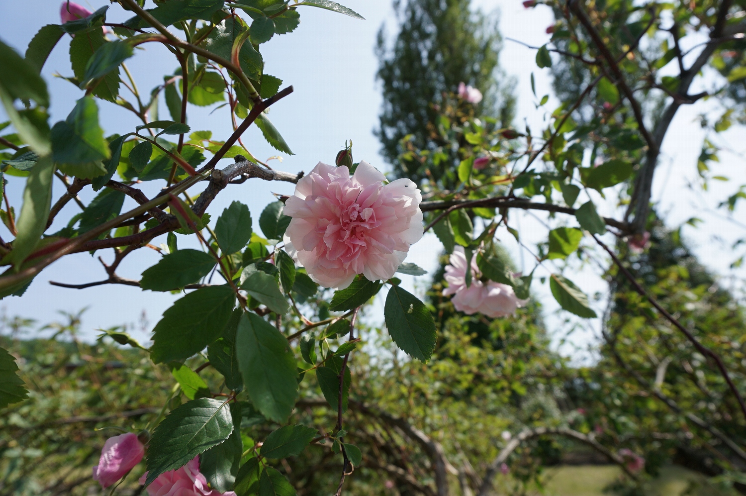 国営越後丘陵公園 公式 香りのばら園の中でも最も早咲きの品種数株で開花が確認できました 公園はもうすぐバラの季節がはじまります 見頃は5月下旬頃からを予想しています バラ ばら 香りのばら園 オールドローズ ルイフィリップ