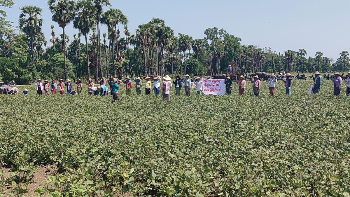 IrrawaddyNews's tweet photo. Tabayin farmers challenge military rule

Local farmers in Tabayin Township, #Sagaing Region protested against the military regime while working on their farms on Saturday. (Photo: CJ) #WhatsHappeningInMyanmar https://t.co/5qaCJM59s1