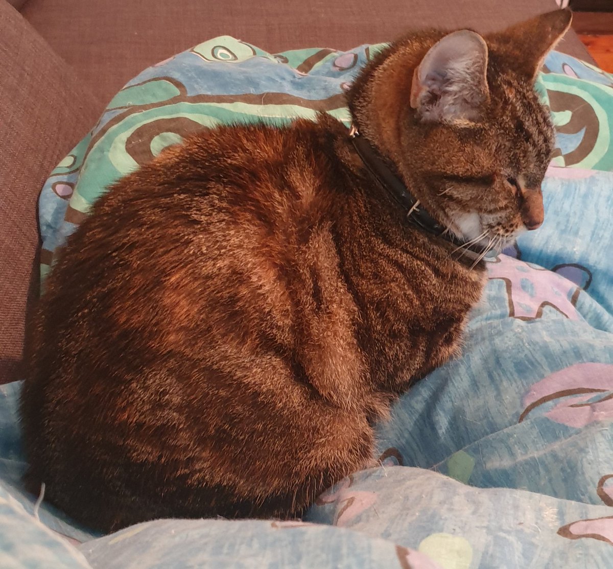 KateJeffery5's tweet image. Nim has taken awhile to warm up to me, but I am finally allowed something pretty close to a snuggle!

#Caturday #TinyCat