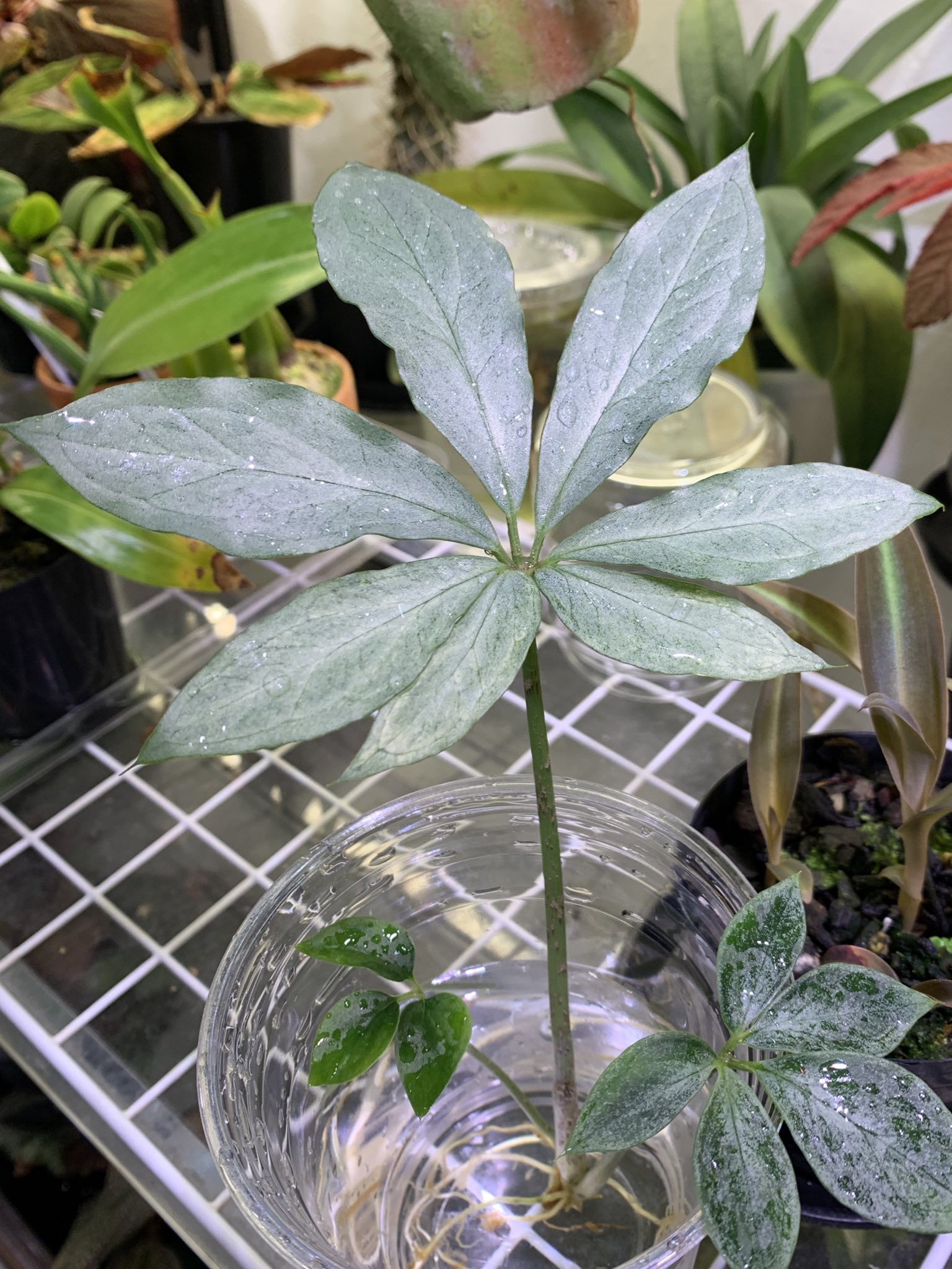A risaema様。専用です( ◠‿◠ ) Arisaema - Search / X