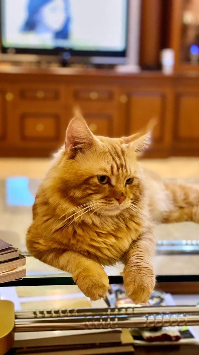 CLRY_kaskus's tweet photo. Telah #Hilang Kucing di daerah Tunjungan Wates Kulonprogo ( lepas dari Diby PetShop ) 
Pada hari kamis 13 Mei 2021
Ciri2: 
Nama panggilan : Leon
Mohon bantuan jika ada yg melihat atau menemukan kucing Leon tersebut bisa menghubungi 08112549971. https://t.co/NH9I8tWuMJ