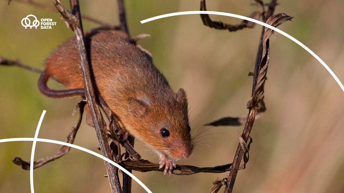 open_forest's tweet image. Jeśli na sobotnim spacerze zobaczysz w wysokich trawach okrągłe gniazdo uwite z gałązek i źdźbeł, to wcale nie muszą być ptaki. Podobne konstrukcje buduje niewielki gryzoń - badylarka. Zgłoś nam spotkanie z badylarką w BioLocu!

fot. Karol Zub

#citizenscience
