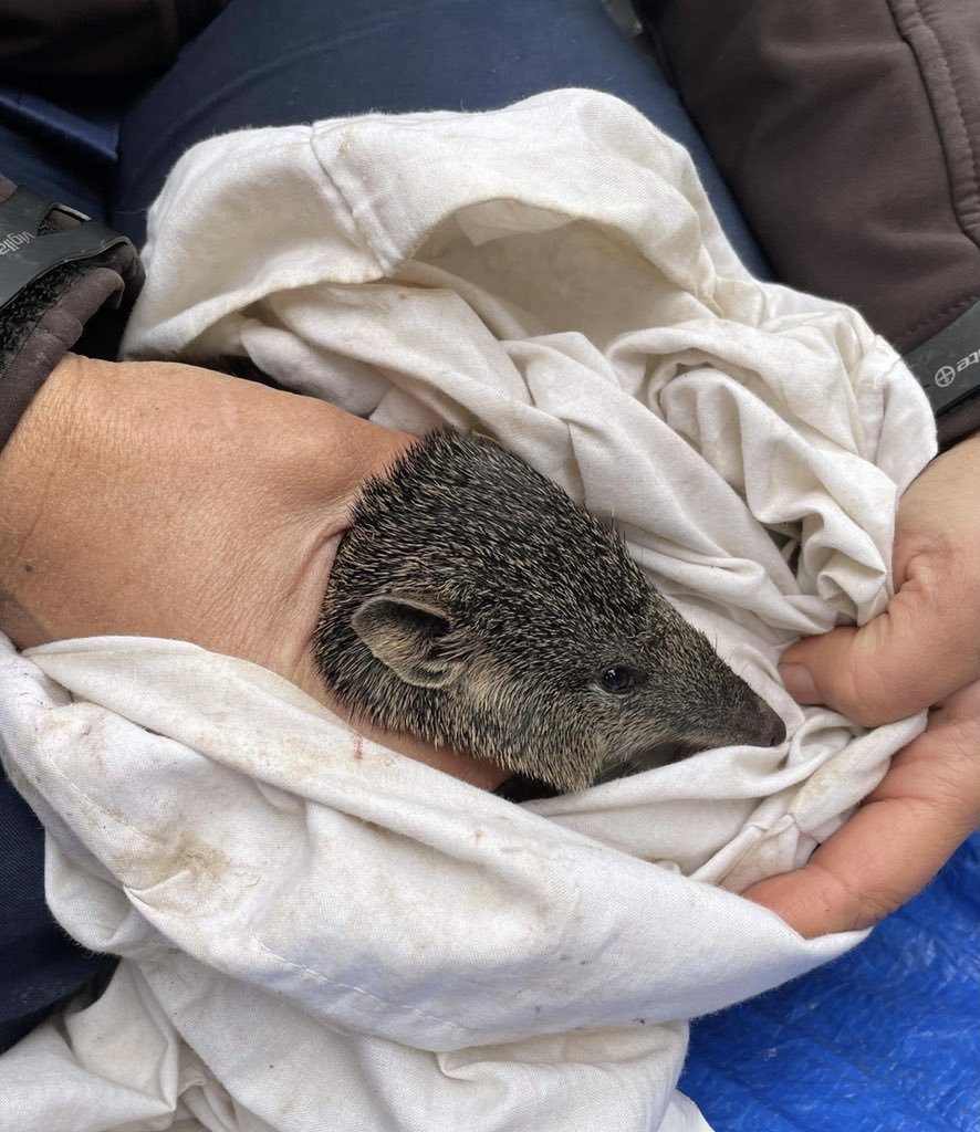 Pat Hodgens tweet media