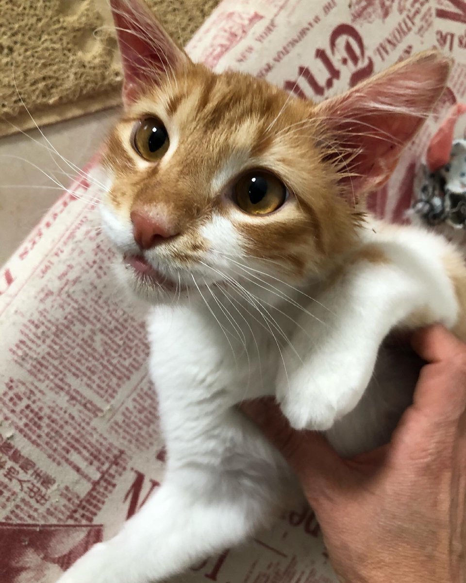 sokakcanlarim's tweet photo. Bugün Cumartesi ❤️ Ölümcül fip hastası iki çocuğumuza ilaç almamız için 1200TL açığımız var. DM yoluylada ulaşabilirsiniz. Çok fazla borç var. Artık yetişemiyoruz. 1TL Kampanya Linkimiz; https://t.co/6qoj3r8Ilk @kedibeyim @sadecemmttt @littlefeminik @Nofipcat @cakbipati @esraca https://t.co/VTLgOYD1Rf