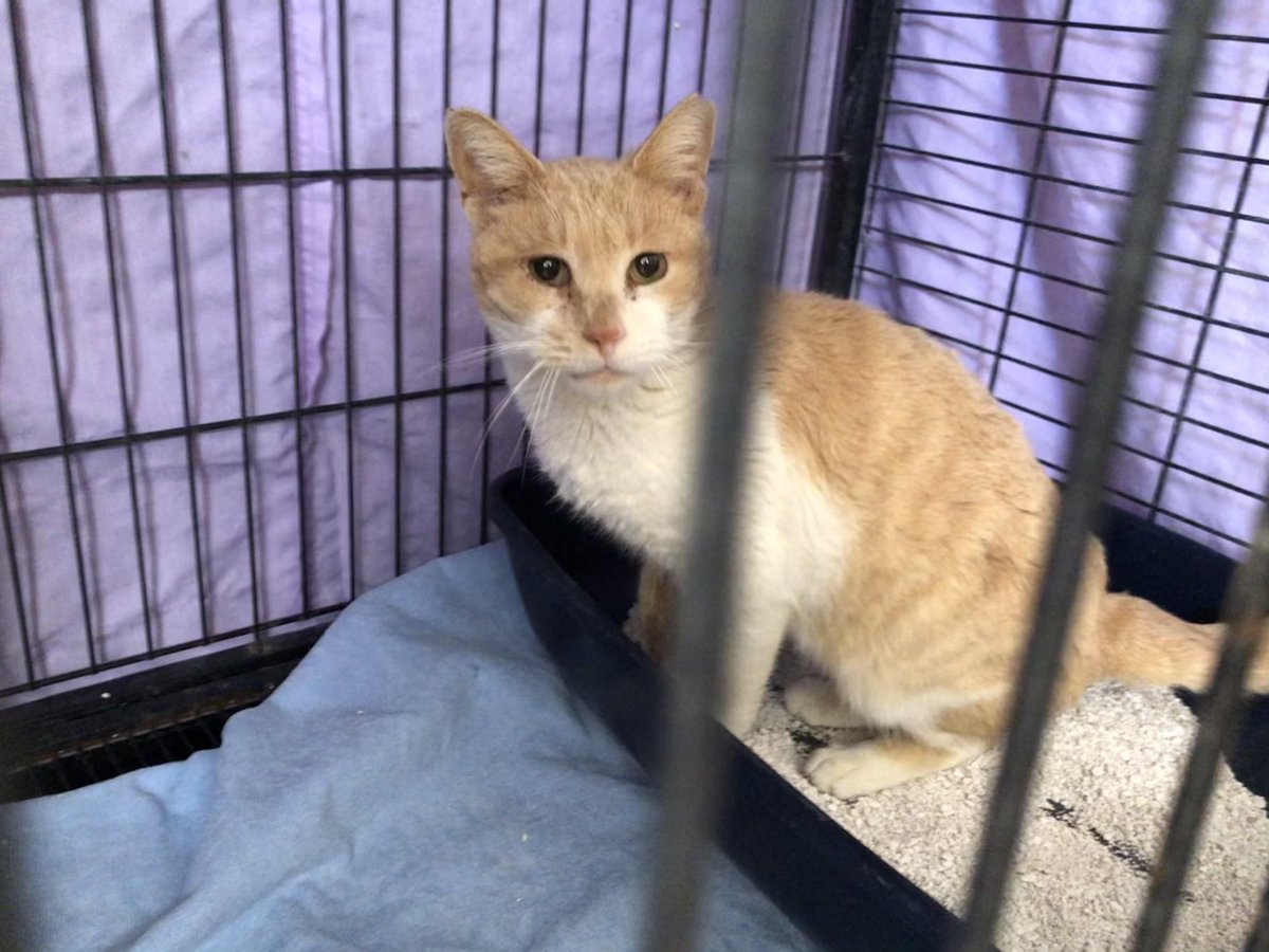 sokakcanlarim's tweet photo. Bugün Cumartesi ❤️ Ölümcül fip hastası iki çocuğumuza ilaç almamız için 1200TL açığımız var. DM yoluylada ulaşabilirsiniz. Çok fazla borç var. Artık yetişemiyoruz. 1TL Kampanya Linkimiz; https://t.co/6qoj3r8Ilk @kedibeyim @sadecemmttt @littlefeminik @Nofipcat @cakbipati @esraca https://t.co/VTLgOYD1Rf