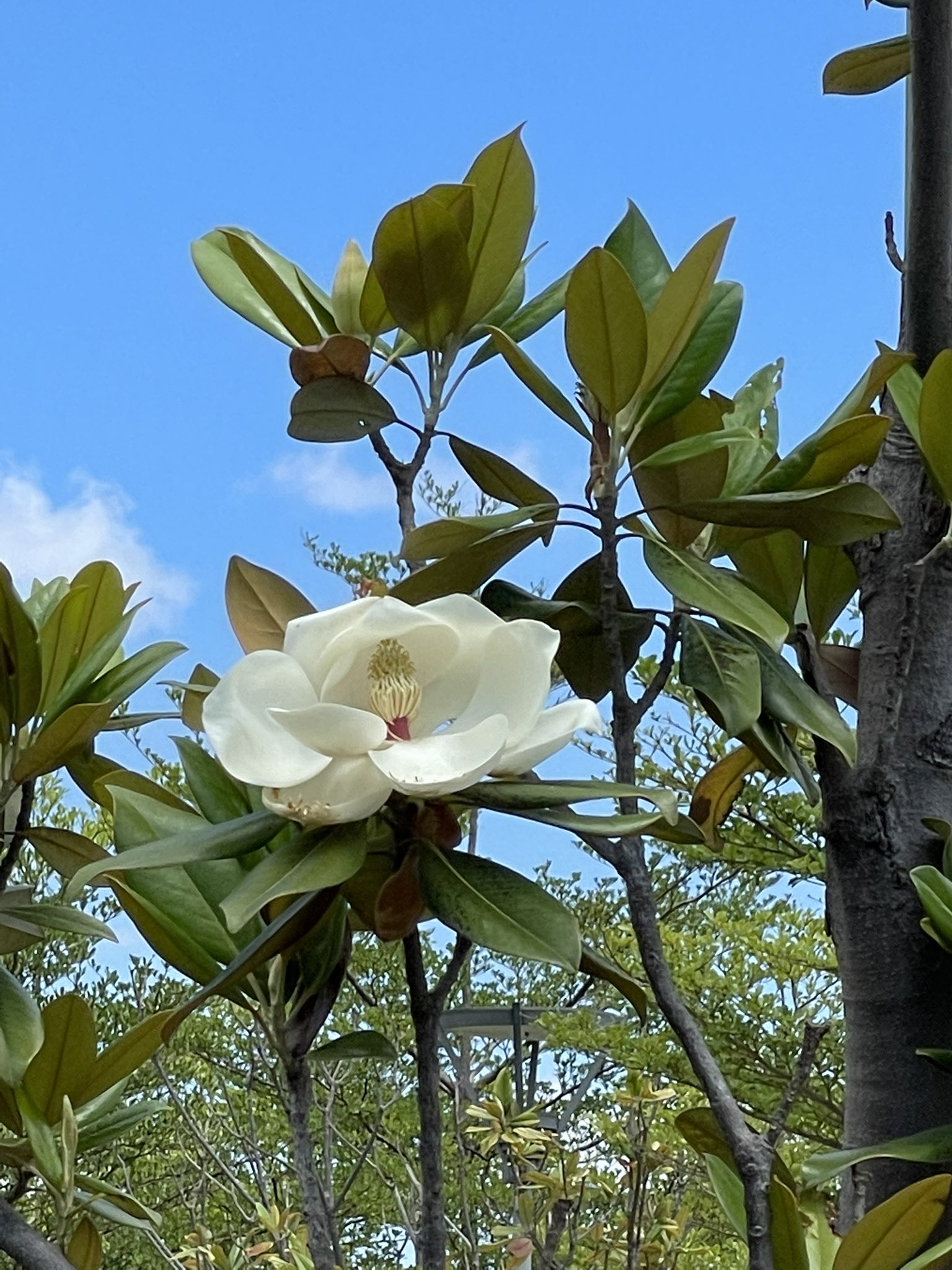 綺麗な花 Twitter Search Twitter