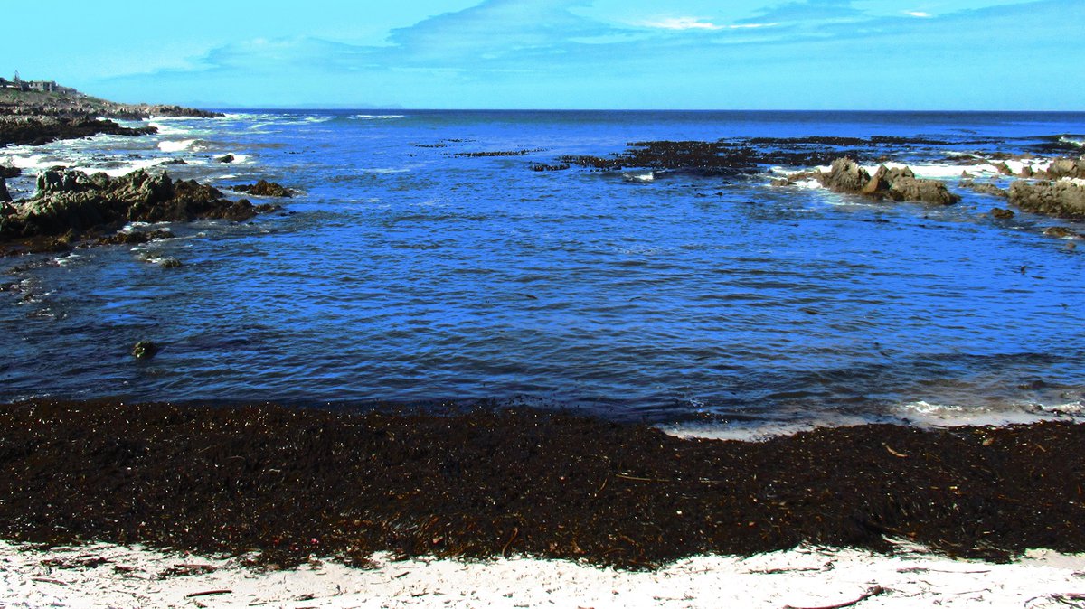 Gail_Mail's tweet image. Kelp provides a range of environmental and social benefits! 
#SecondWorldOceanAssessment #RegularProcess #ClimateChange #SDG14  #LifeBelowWater #Kelp #KelpManagement #KelpFarming #KelpHarvesting #OceanEcoSystems
greenfactorbrands.blogspot.com
sdgs.un.org/goals/goal14