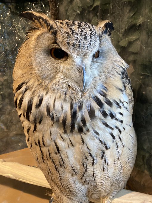 ミミズクのtwitterイラスト検索結果