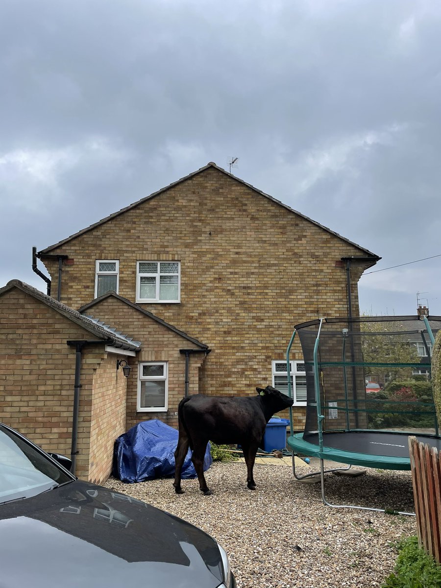 Cow chaos on Woodlands Road in Beverley this morning. At least 7 cows have managed to get themselves very lost &amp; are now tearing apart lawns.