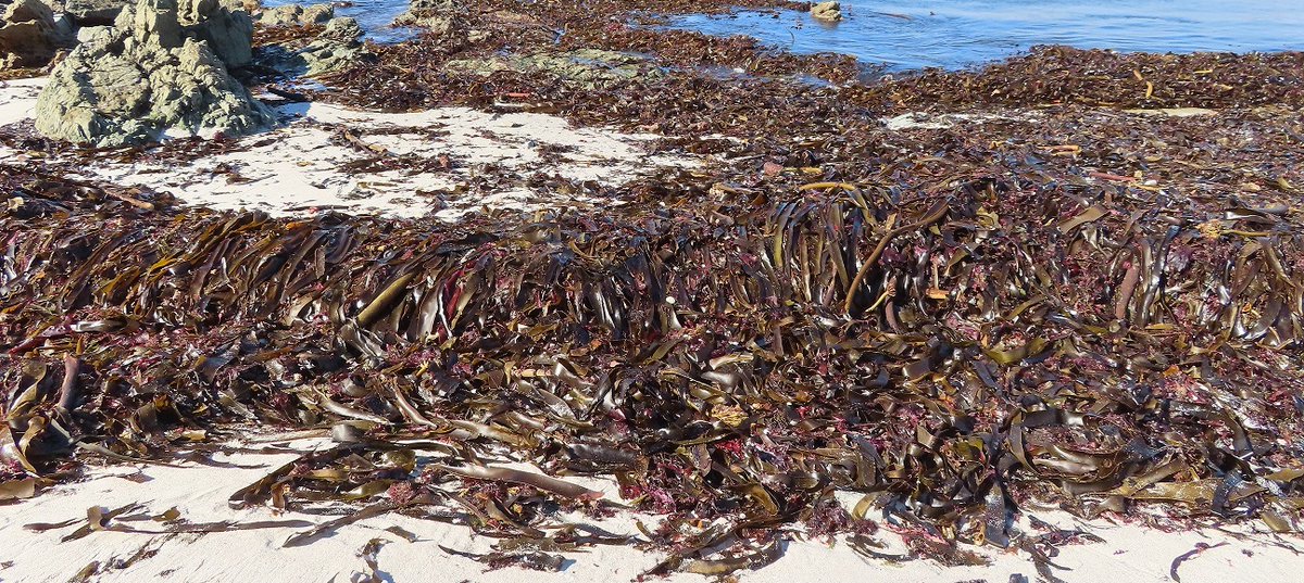 CoworkingJhb's tweet image. Kelp - a delicate balancing act! It can at times cause a public nuisance!
#SecondWorldOceanAssessment #RegularProcess #ClimateChange #SDG14  #LifeBelowWater #Kelp #KelpManagement #KelpFarming #KelpHarvesting #OceanEcoSystems
greenfactorbrands.blogspot.com
sdgs.un.org/goals/goal14
