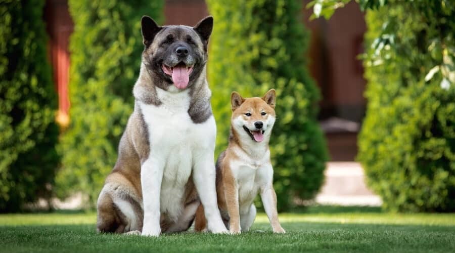 PitAkitaDoge's tweet photo. If you're a doggo lover, there's no reason not to join us! #Akita #PitAkitaDoge #keepwoofin https://t.co/v4Ubsyguma