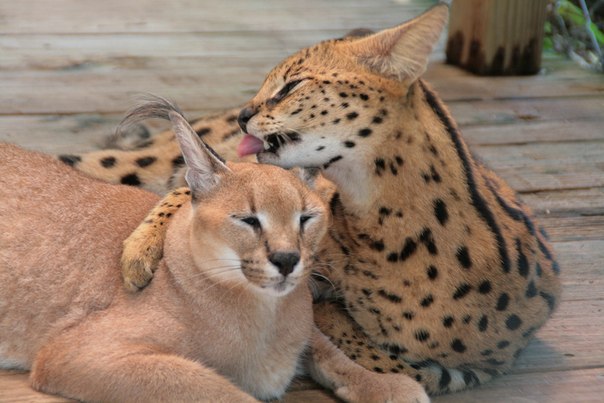 二度見するほど美しい生き物 サーバルキャット サバンナのスーパーモデル といわれている動物 大きな耳に精悍な顔立ち スラッとした長いボディは芸術品のように美しいです