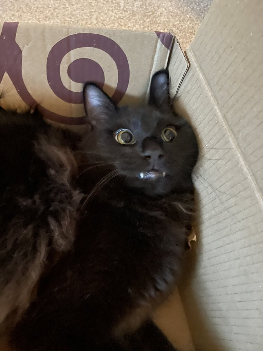 Caughters31's tweet photo. #hesbroken #switchitoffandonagain #caturday #catsoftwitter #meow #cats #siamesex #kitten #fangs #dracula #weekend #catsinboxes https://t.co/uGVZPbz7XQ
