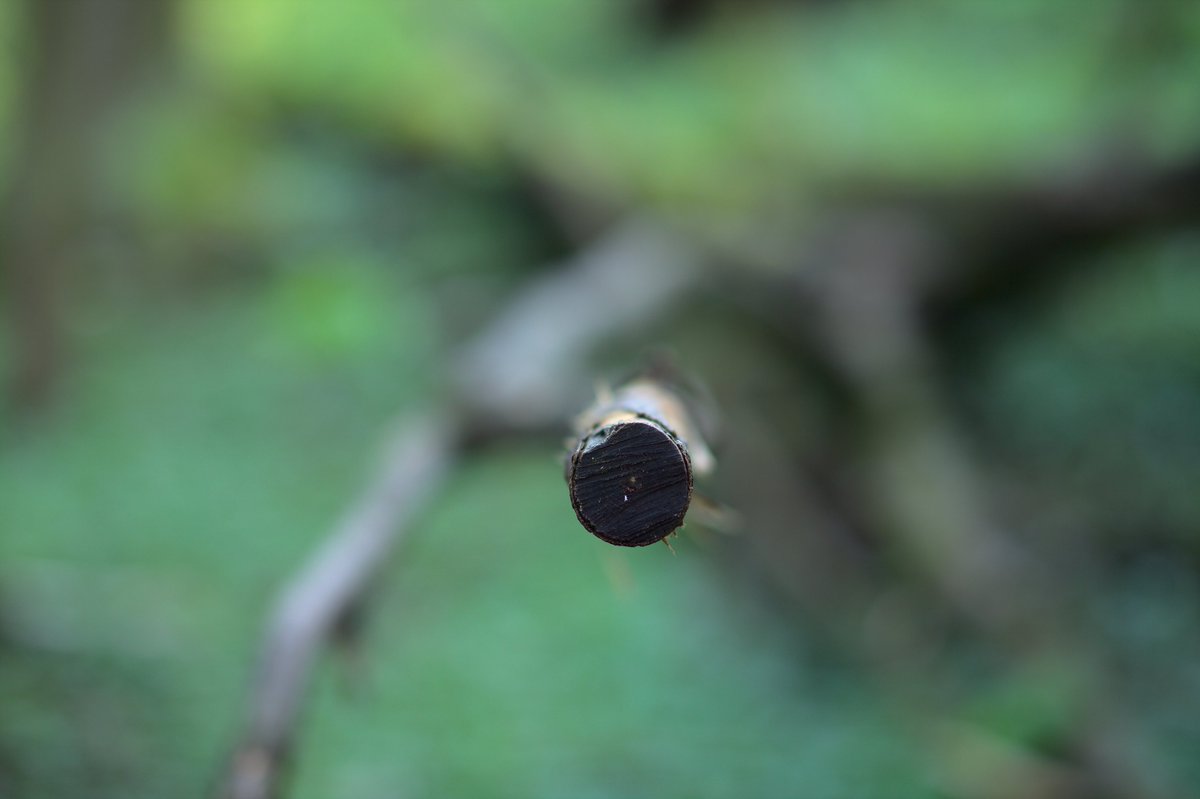 mirekfrancP's tweet photo. Samyang CINE 85mm t/1.5 wide open, 5D Mark II. Based on my calculations, the DOF should be about 1 cm in this case.
#samyang #wideopen #photography #5Dm2 https://t.co/sDeSOuCxeh