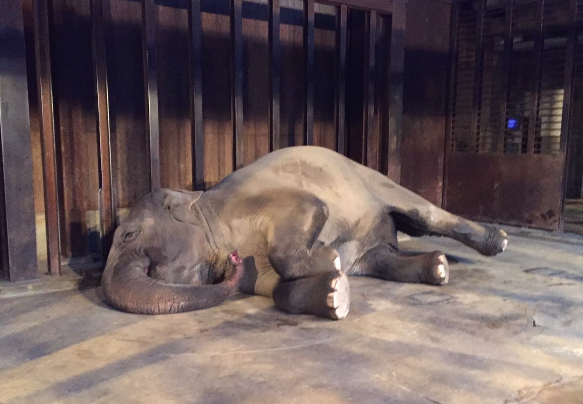 神戸市立王子動物園 公式 朝早くゾウ舎にいくと ゾウ達がまだ寝ている時があります 寝相にも個性があり ズゼ 横になって寝る マック 柵に鼻と牙を乗せて寝る 寝息をたてて寝ていましたが 近づくと起こしてしまいました アジアゾウ 休園中