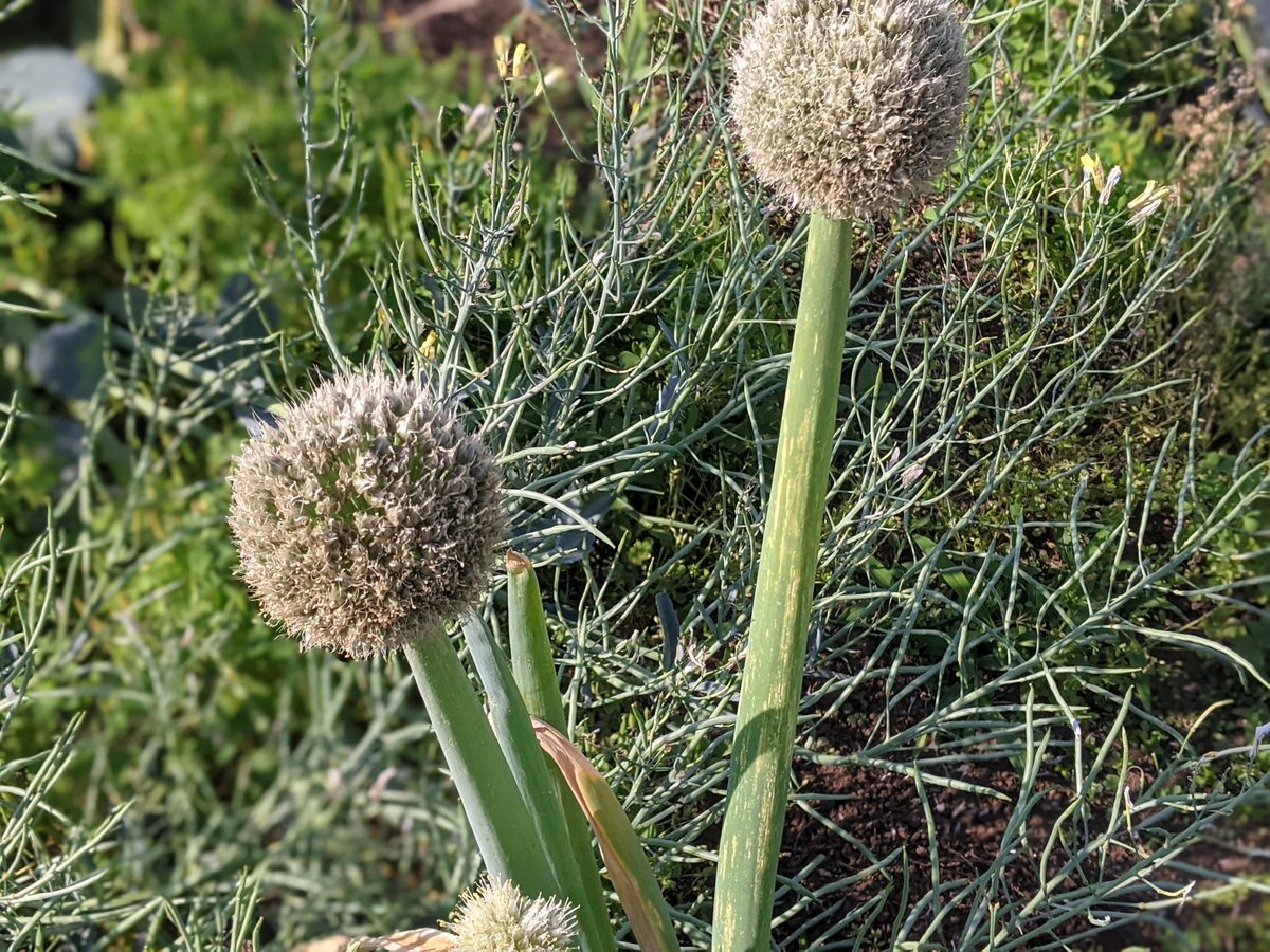 じゃがいもの芽かき