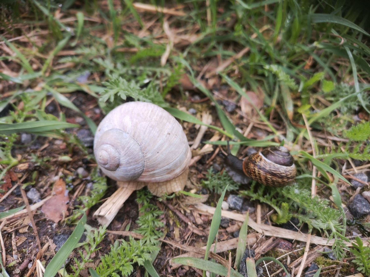 Many interesting talks at LINGUAPEDA 2021 today! Our presentation concerning ethical and sustainable language teaching will be in the afternoon at session 3. Welcome! 💚#linguapeda2021 #sustainability <a href="/KoneenSaatio/">Koneen Säätiö</a> <a href="/maijala_minna/">Minna Maijala</a> @SKuusalu <a href="/leena_mariah/">Leena Maria Heikkola</a>