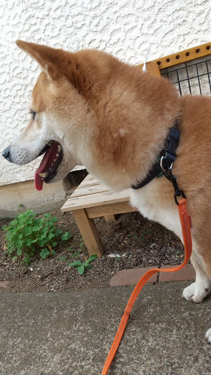 lilly_r134's tweet photo. @cats_dogs_cats お探しの子は、この子ですか？ https://t.co/7wigF4iyAA