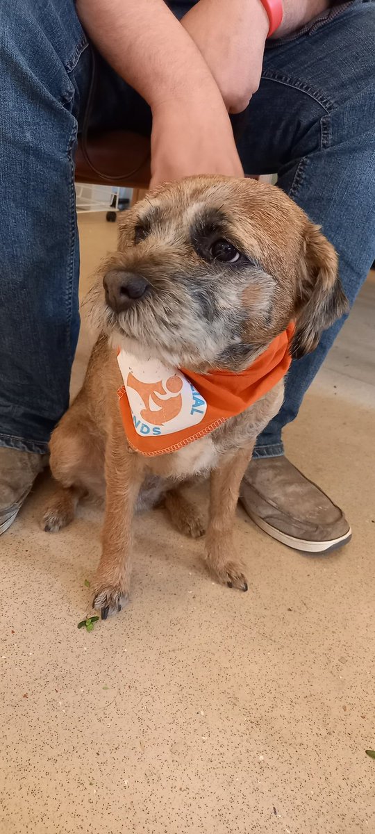 Everyone enjoyed <a href="/OSF_Charity/">Our Special Friends</a> coming to <a href="/WNsft/">wedgwood_NSFT</a>!!! #therapydogs #PATdogs #MentalHealthAwareness  #MentalHealthMatters #CHOSEOT #holistic #evidencebasedcare #TherapyTeamWedgwood