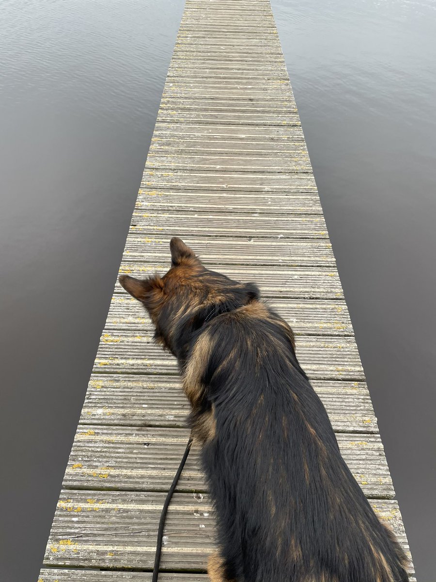 babilpaco's tweet photo. Balkon weet nog niet zeker of hij deze wandelbrug wel over wil... #bangerik https://t.co/O6wpyTQY0l