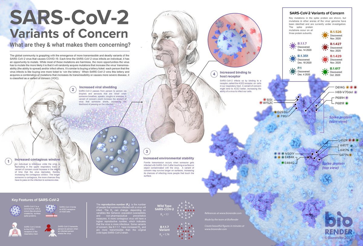 PriyankaJShukla's tweet image. Excellent infographic on SARS-CoV-2 #VariantsOfConcern by @BioRender. 

This infographic, made in collaboration with renowned virologist, Dr. Angela Rasmussen @angie_rasmussen has all the information that anyone would wish to know about the variants.