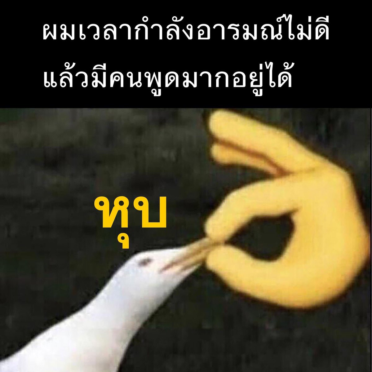 ช่างแม่ง🐰🏳️‍🌈 tweet media