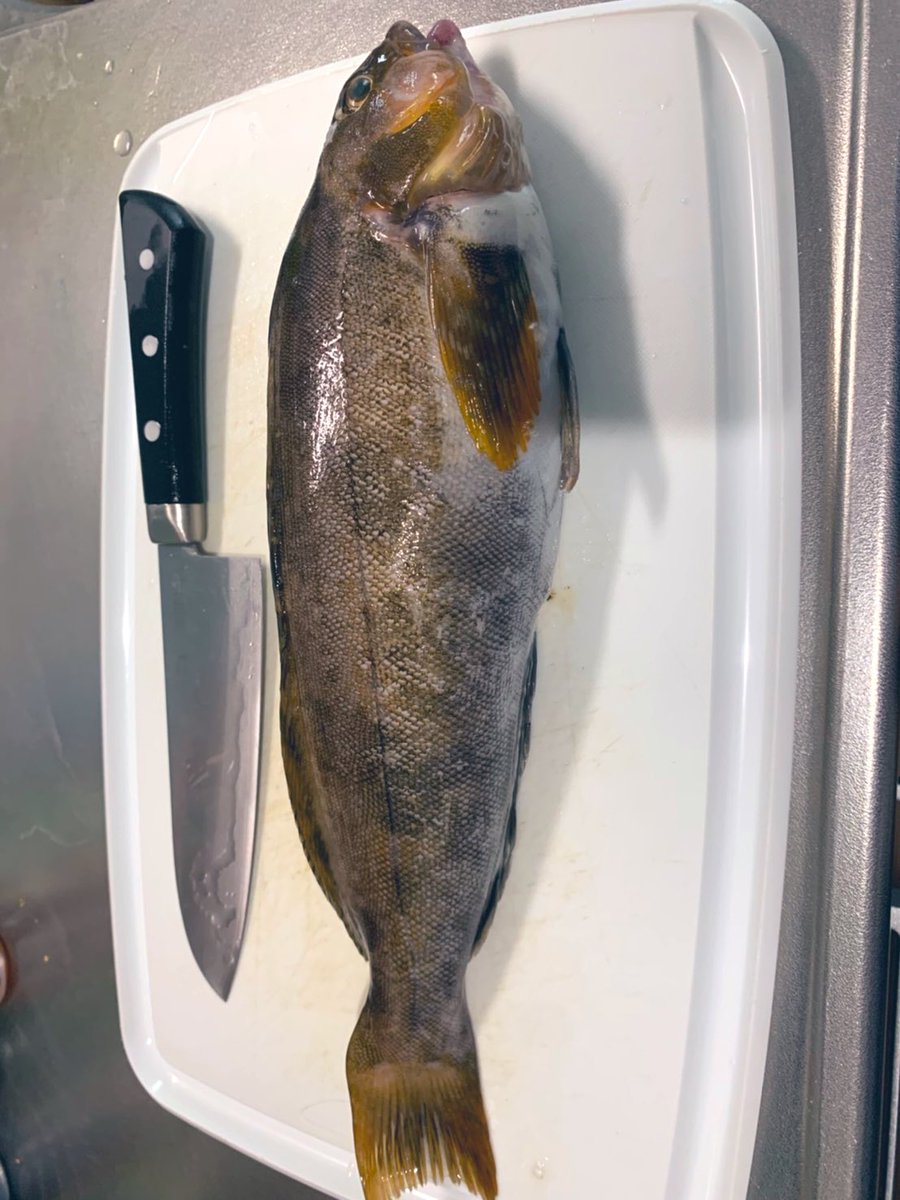 naok3588's tweet photo. GRASS MINNOWって凄く良いと思う。🎣
#GRASSMINNOW https://t.co/iTrAMyP7Ve