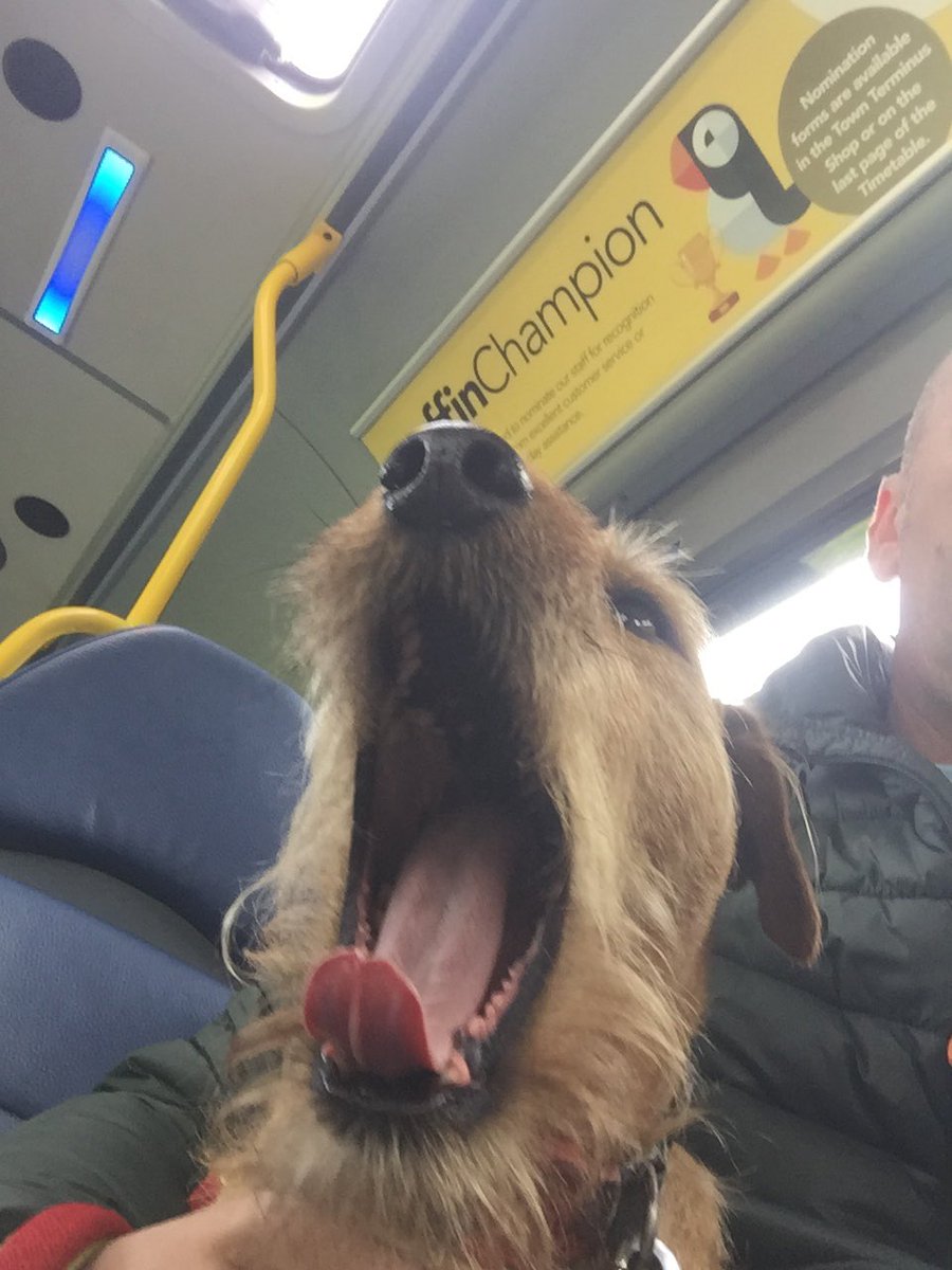 argyllscricket's tweet photo. #DogsOnBuses @Buses_gg https://t.co/aD49jGqOCU