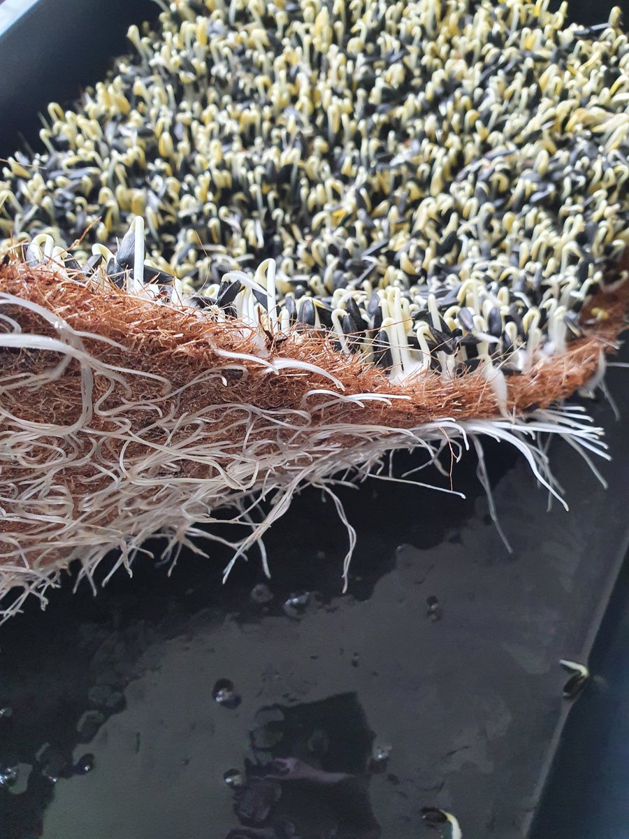 Microgreens Münster