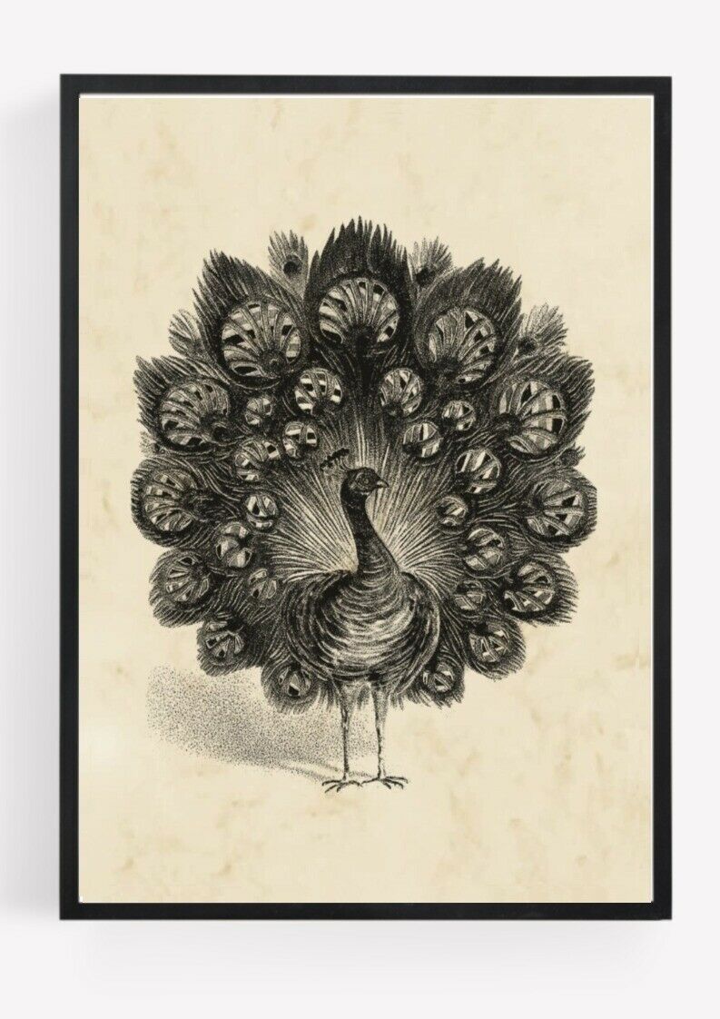 Daily Deals - Vintage Peacock Print Picture Wall Art Unframed Decor A4 - https://t.co/YtUaSMltcK https://t.co/Gly2bWhs6u