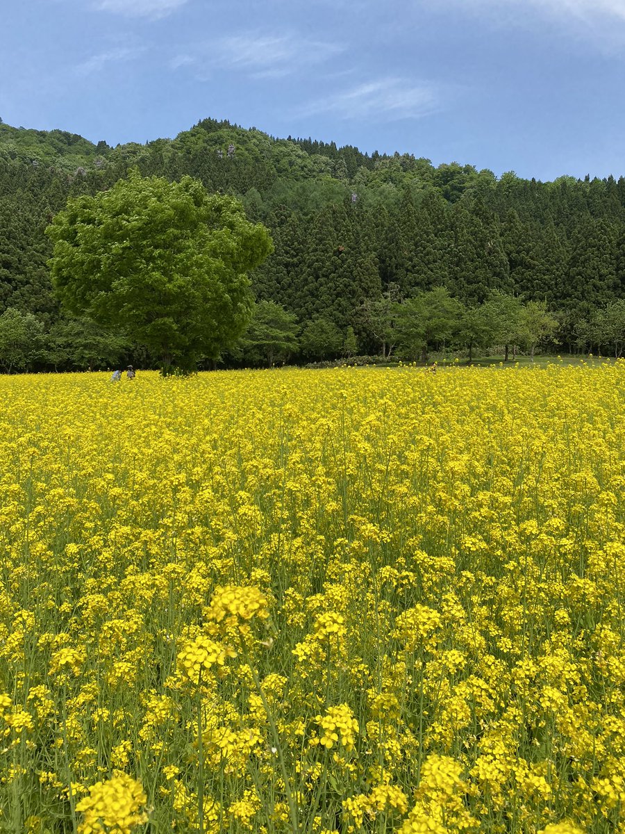 mi__na0306's tweet photo. 長閑な休日。
菜の花って、こんなに綺麗だったんだ。
#魚沼の里
#littleM https://t.co/UqnxwTIcUX