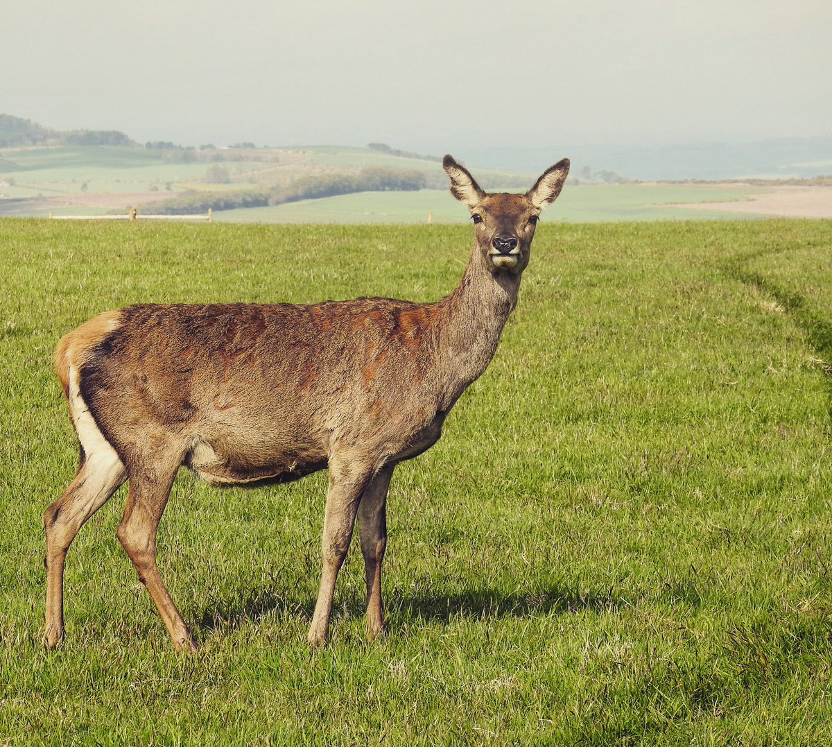 Calving 2021 about to gather some momentum 🙌🏽 

#reddeer #reddeerhind #reddeerhinds #reddeerphotographer #farm365 #farmpics #calving2021 #farmpicsdaily #ukagriculture #venison #deerconservation #pasturelife #farming  #farmingscotland #deercalvingseason #spring #newlife