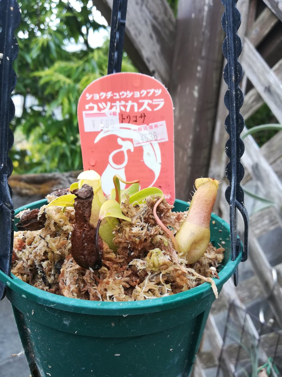 アケピー 食虫植物 昨日は出張の際にたまたまルートにあった園芸店やホムセンにトイレ休憩に立ち寄りました 川西コーナン 養生園 伊丹コーナン 山中育樹園 川西ロイヤルホームセンター 緑のマーケット 猪名川ダイキ 能勢道の駅 トイレ行き過ぎ