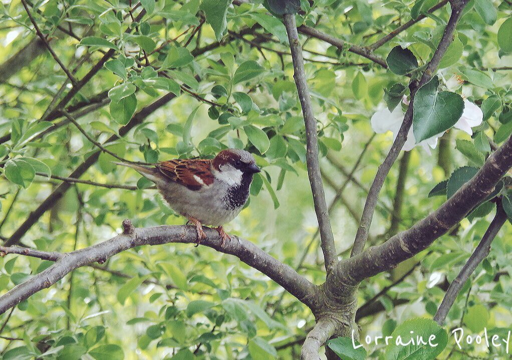 SaveOurSparrows's tweet photo. Hope you are seeing or hearing  #Fledglings where you live. 

Not just #Sparrows but All #Birds 

It’s a tense time for our Wild Birds in #Nature now. 

#Garden #CreateASanctuary 🐣 https://t.co/FAA470Kg8w