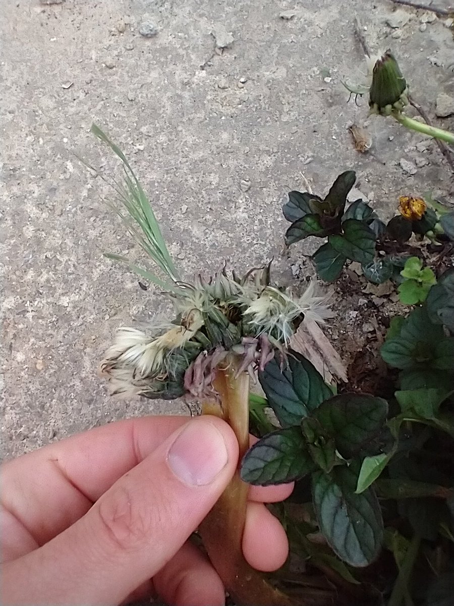 ScienceManSam's tweet photo. ~to the tune of Teenage Mutant Ninja Turtles~

Chunky mutant three-headed Dandelion.
Found it in my garden. 
Flower Power! https://t.co/iFK6nSO6NY
