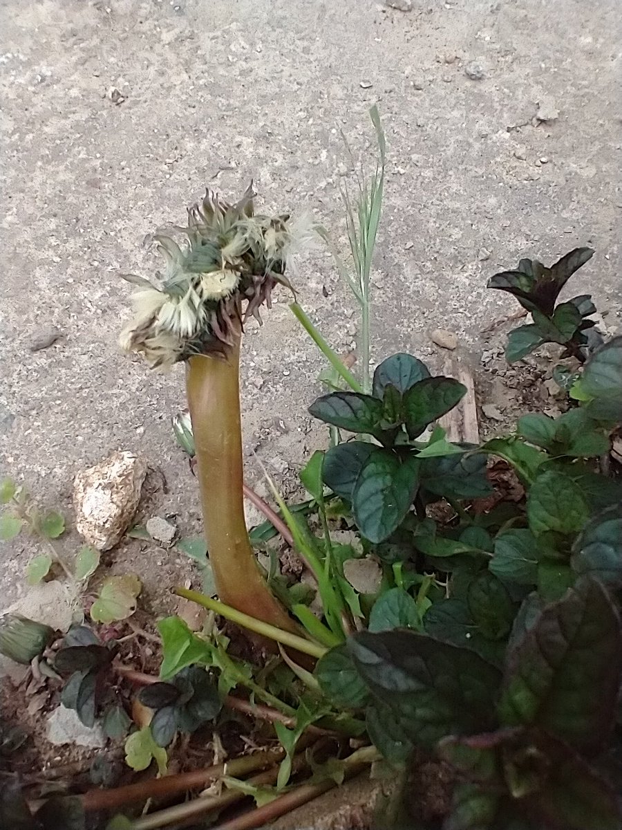 ~to the tune of Teenage Mutant Ninja Turtles~

Chunky mutant three-headed Dandelion.
Found it in my garden. 
Flower Power!