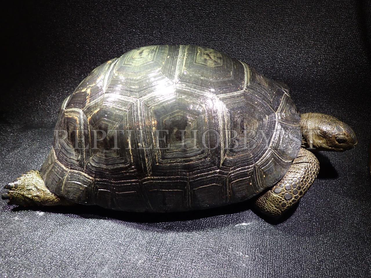 Reptile Hobbyist 約40cmと約30cmのアルダブラゾウガメのご紹介です 当社では商品棚に掲載しているcmからファーム在庫の70cmのゾウガメまで様々な大きさの個体を販売しております T Co Eyriy6dmcw ご興味のあるお客様は当店hpコンタクトよりお