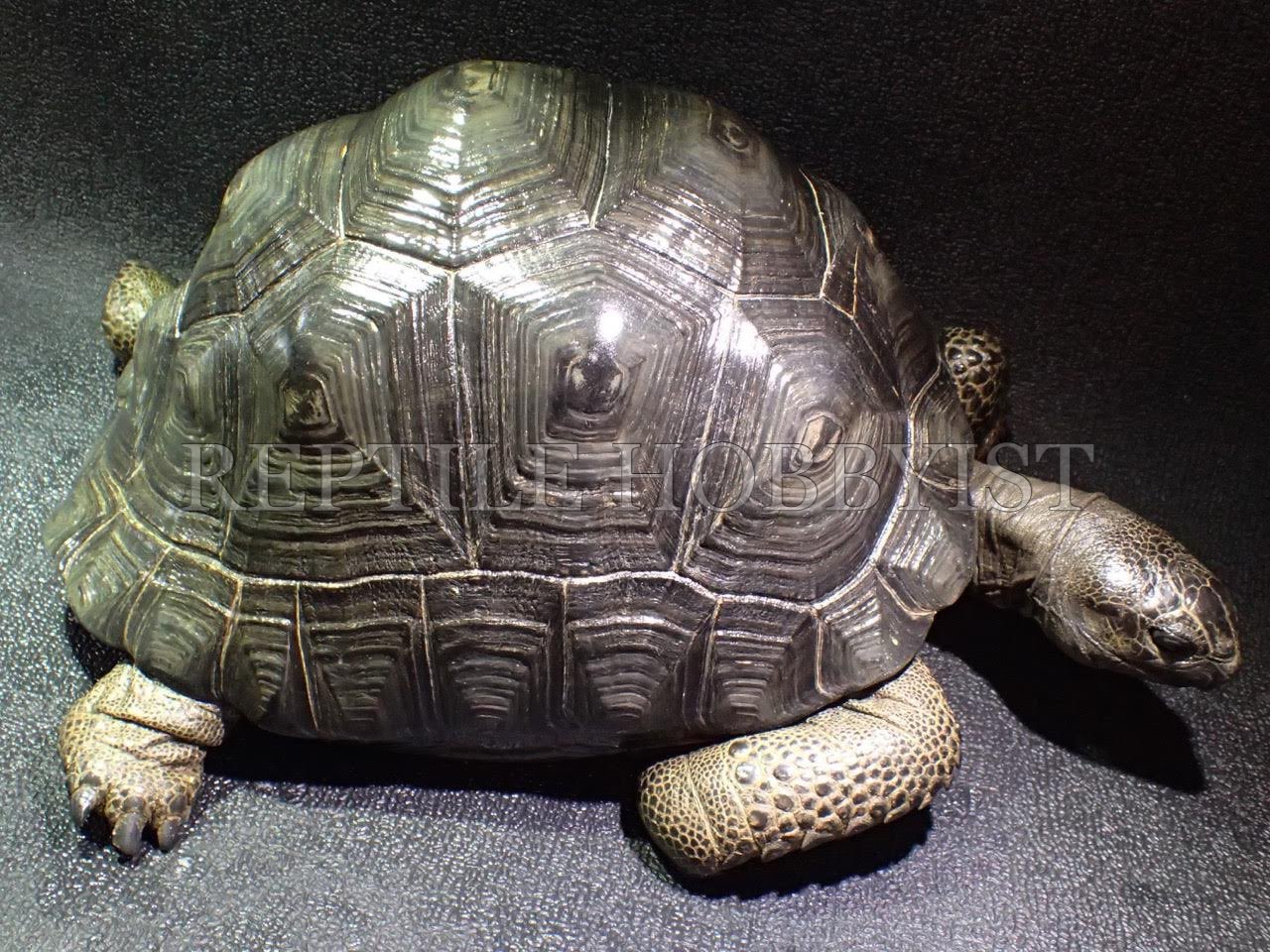 Reptile Hobbyist 約40cmと約30cmのアルダブラゾウガメのご紹介です 当社では商品棚に掲載しているcmからファーム在庫の70cmのゾウガメまで様々な大きさの個体を販売しております T Co Eyriy6dmcw ご興味のあるお客様は当店hpコンタクトよりお