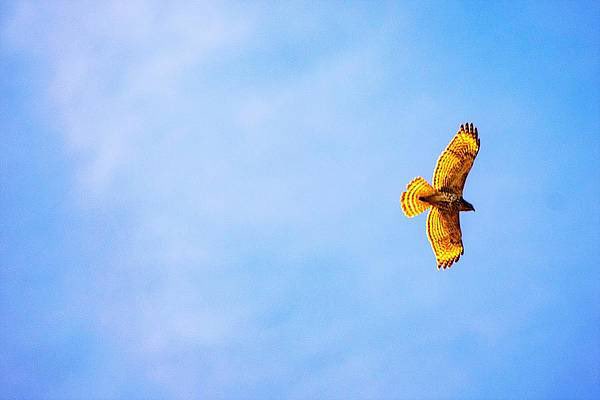 artzmaryann's tweet photo. @DailyPicTheme “Air”
#DailyPictureTheme #air #flying #flip #catchair #getair #flight #fly #NaturePhotography #birds #artzydreams #nature #naturelovers https://t.co/qRSq2SgI1e