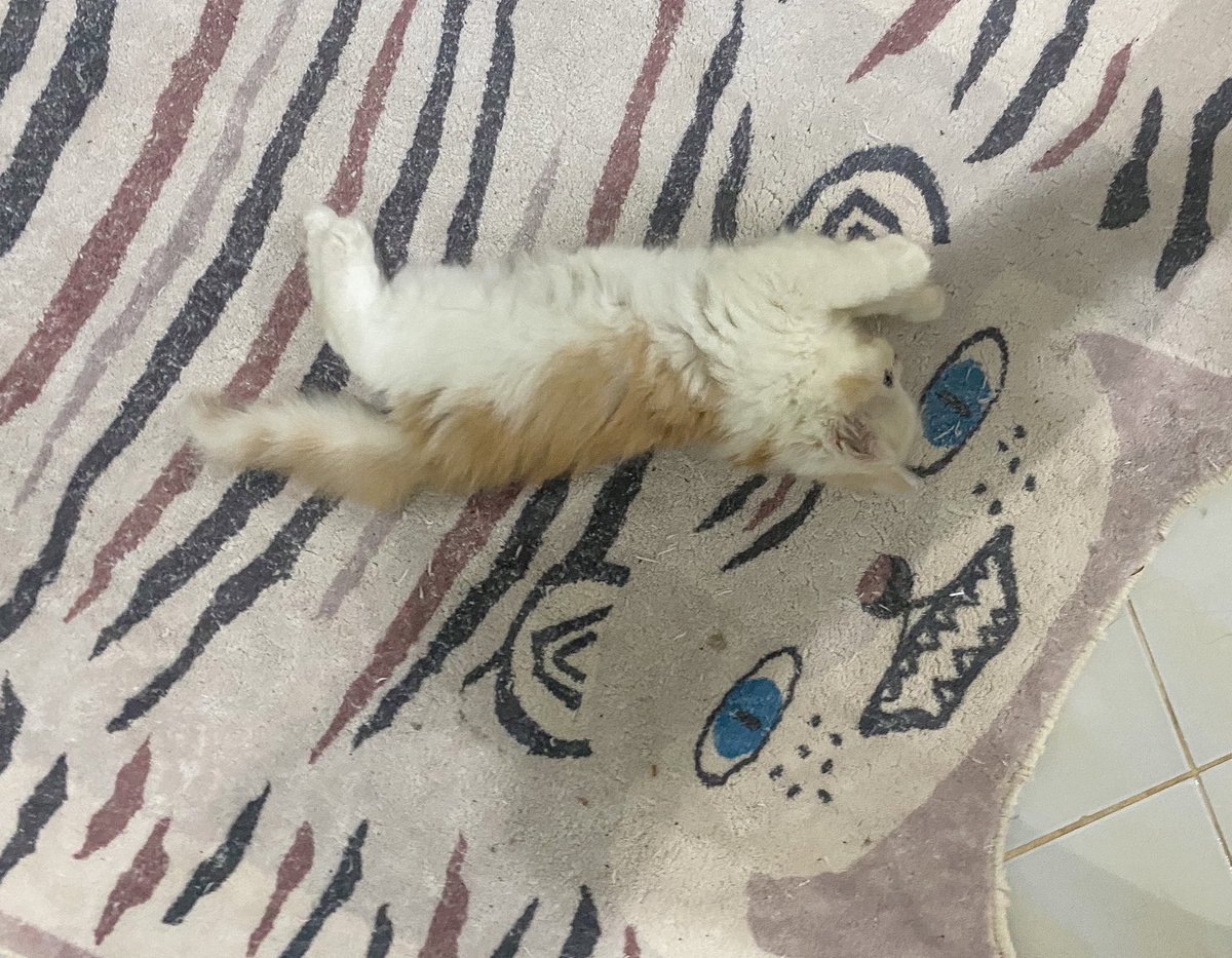 ૮꒰˵• ﻌ •˵꒱ა tweet media