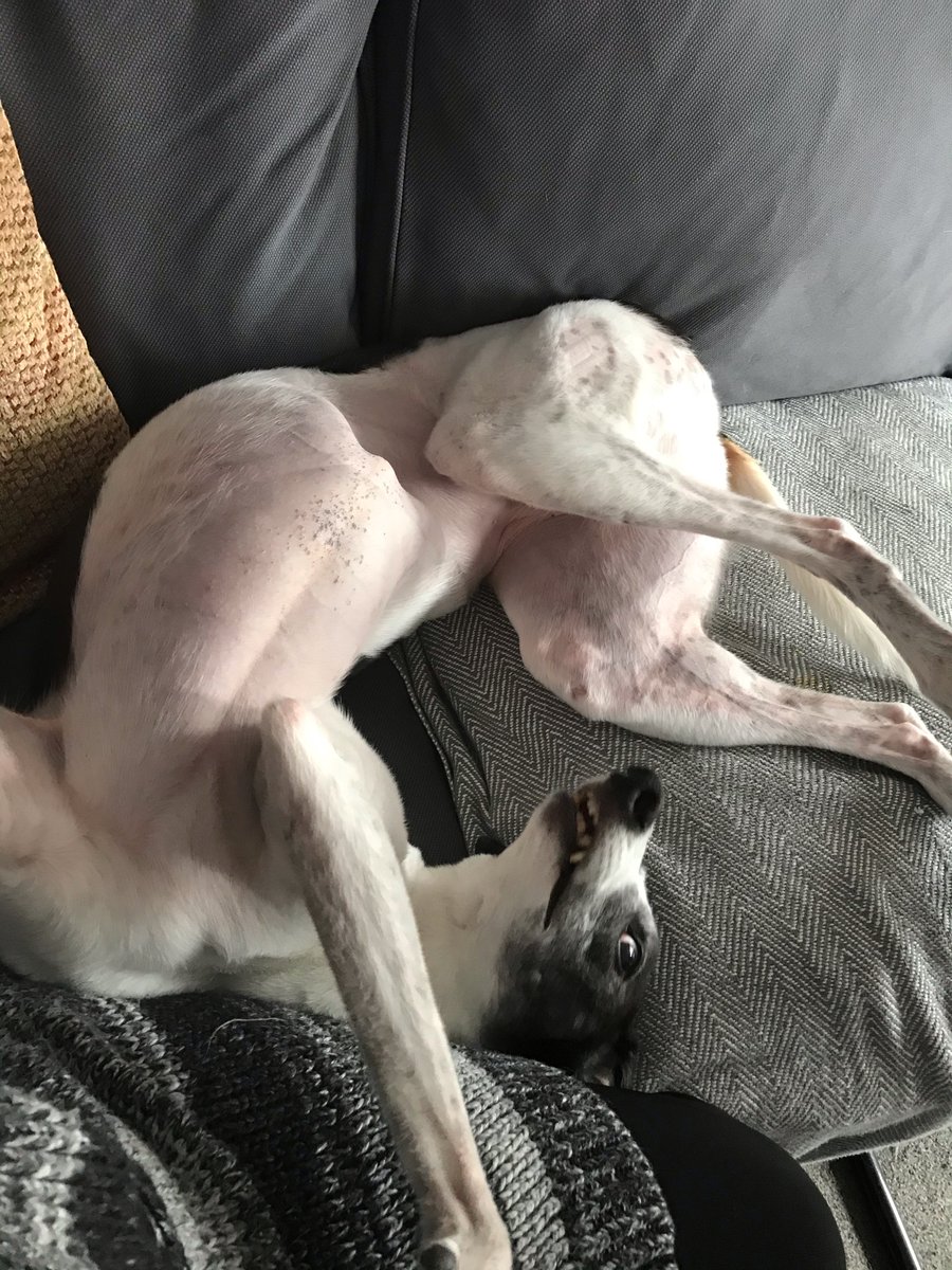 Nina needs fixing, anyone know the right move combination to rectify this rubiks dog😹