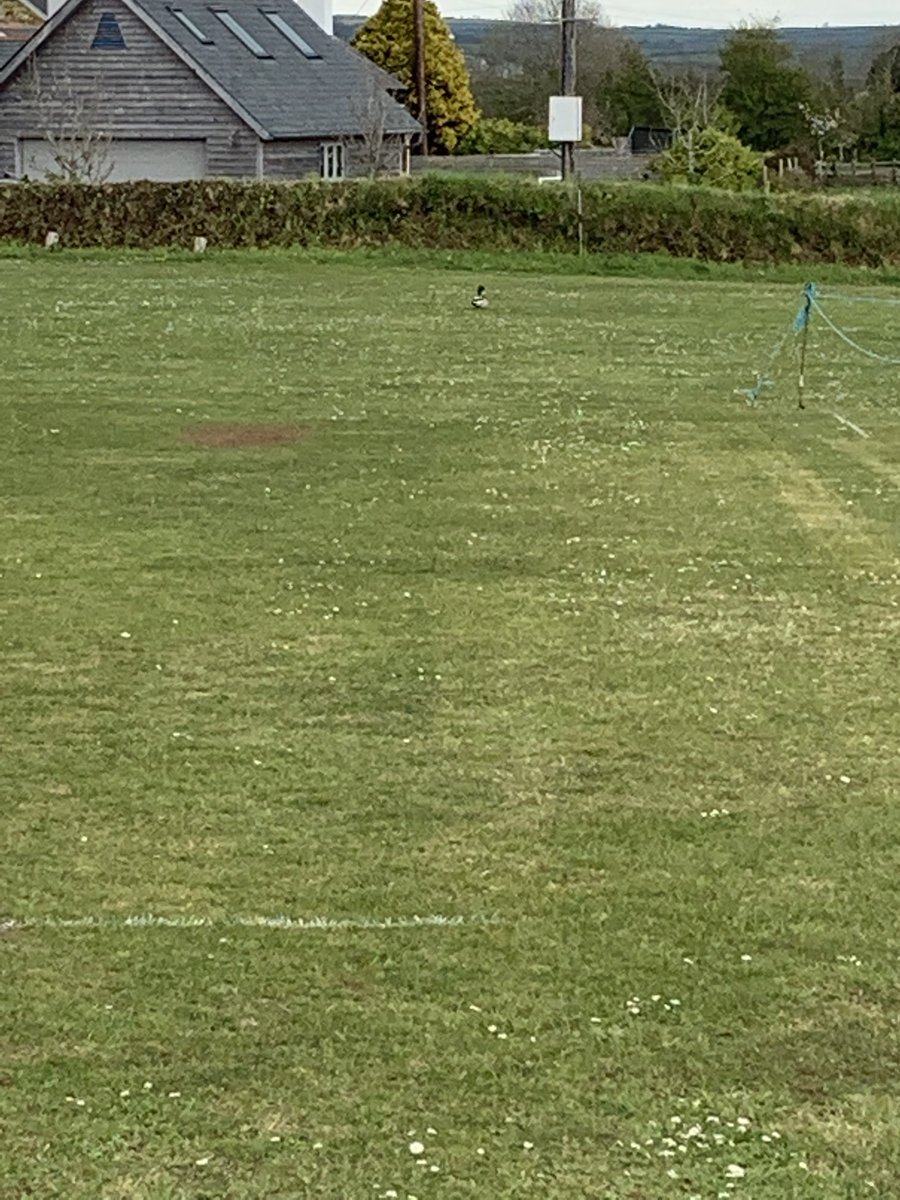 Kingsbridge 1st xl new signing